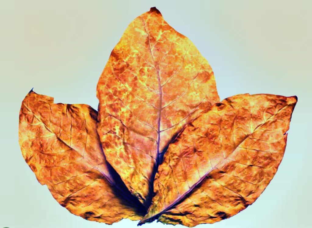 Крупный план золотого листа табака Captivating Tobacco Gold Leaf